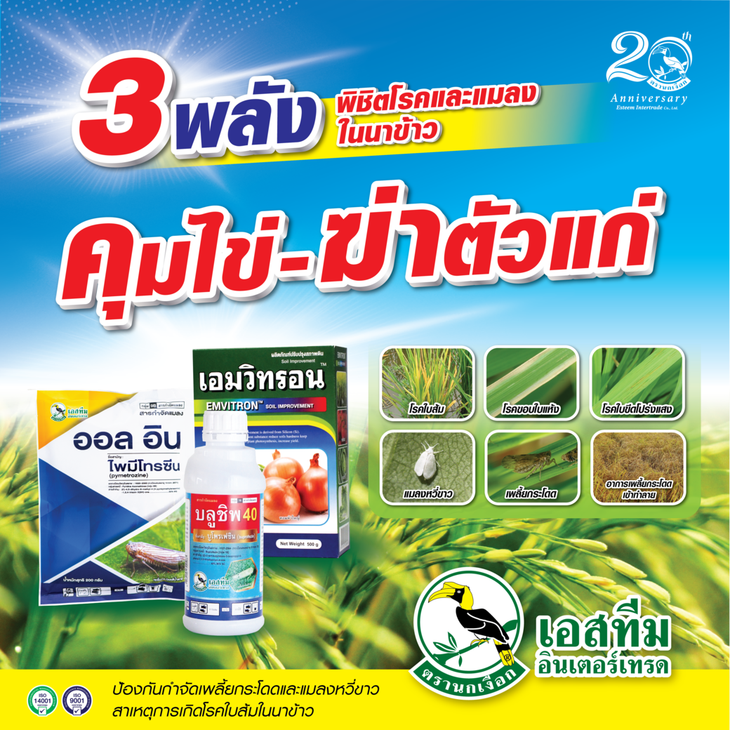 3 พลัง พิชิตโรคและแมลงในนาข้าว เอมวิทรอน + ออลอิน + บลูชิพ 40